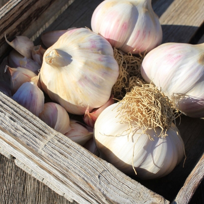 Picture of Garlic Bulbs Kingsland Wight (Hardneck) - Delivery From Mid Oct